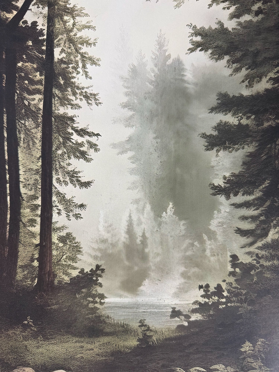 Echoes in the Forest