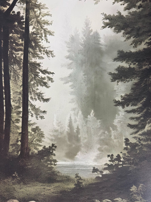 Echoes in the Forest