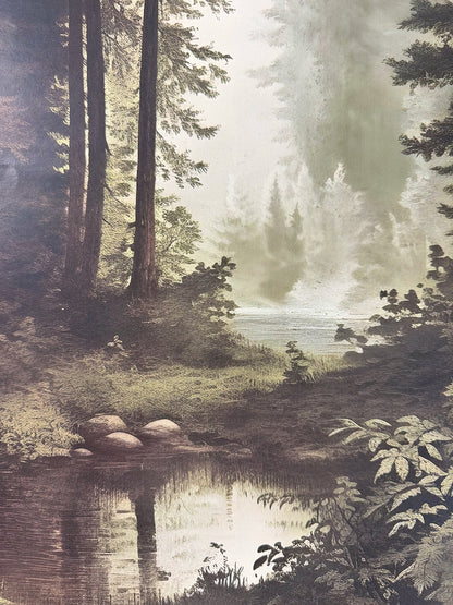 Echoes in the Forest